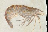 Large, Fossil Shrimp (Aeger) - Solnhofen Limestone #143792-2